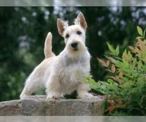 Small #4 Breed Scottish Terrier image
