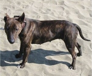 Image of Titan Terrier breed