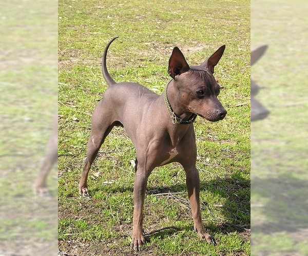 Image of American Hairless Terrier Breed
