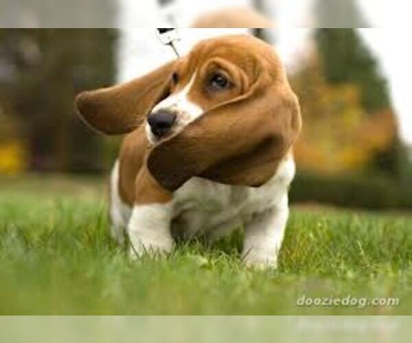 Medium Photo #6 Basset Hound Dog Breed