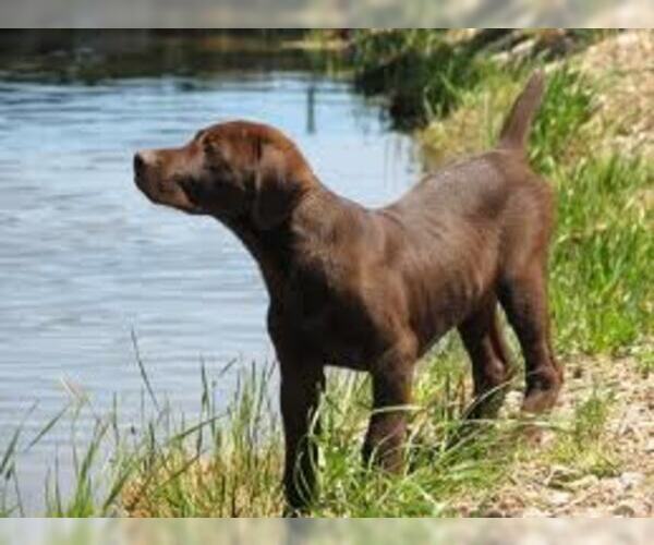 Medium Photo #8 Chesapeake Bay Retriever Dog Breed