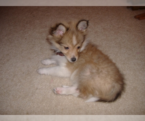 Alaskan Klee Kai-DOG-Male-Black / White-3275747-My Next Puppy