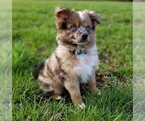 Aussiepom puppies for sale and Aussiepom dogs for adoption