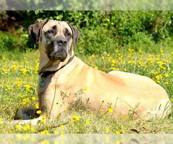 american mastiff puppies