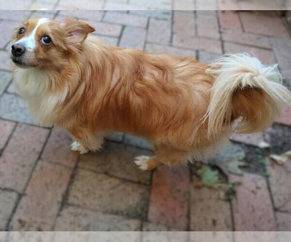 Medium Photo #1 Shelillon Dog Breed