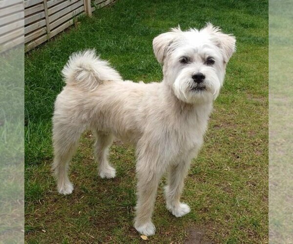 Medium Photo #1 Schnau-Tzu Dog Breed