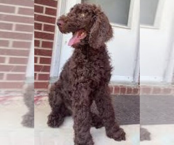 Medium Photo #1 Boykinpoo Dog Breed