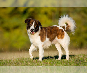 Small Photo #1 Aidi Dog Breed