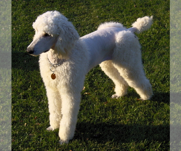 Medium Photo #1 Poodle (Standard) Dog Breed