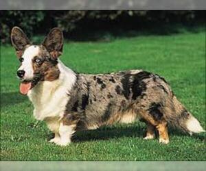 PuppyFinder View Dog Breed Dog Breed Photo 3 Of Profile 