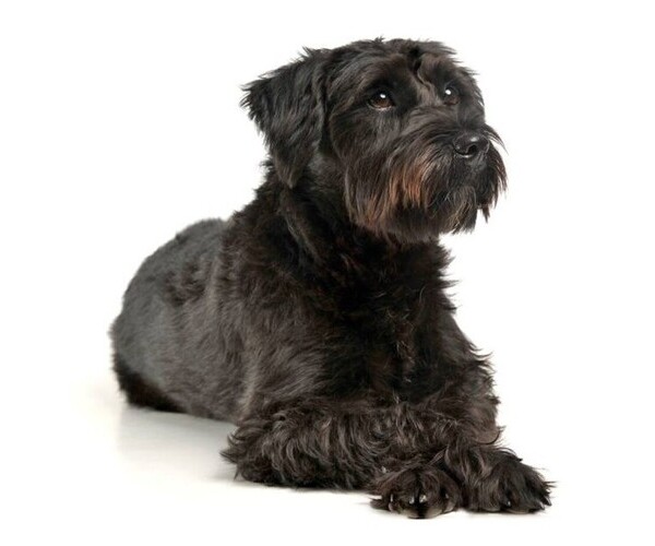 Medium Photo #1 Bascottie Dog Breed