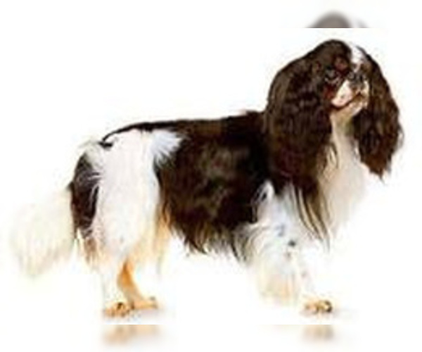 Medium Photo #2 English Toy Griffon Dog Breed