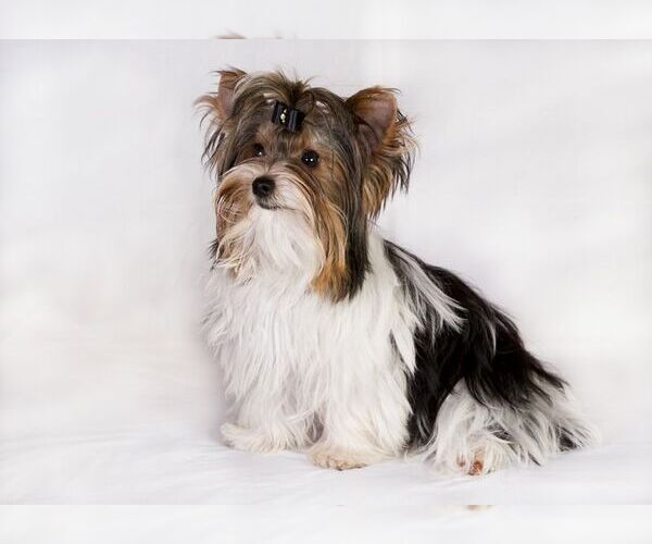 Biewer Terrier Dog Breed Image