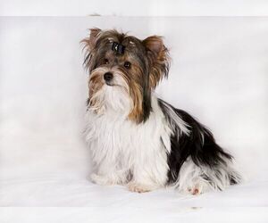 Small Photo #1 Biewer Terrier Dog Breed