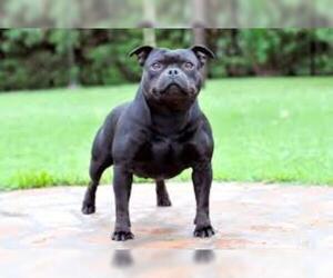 Small Photo #5 Staffordshire Bull Terrier Dog Breed