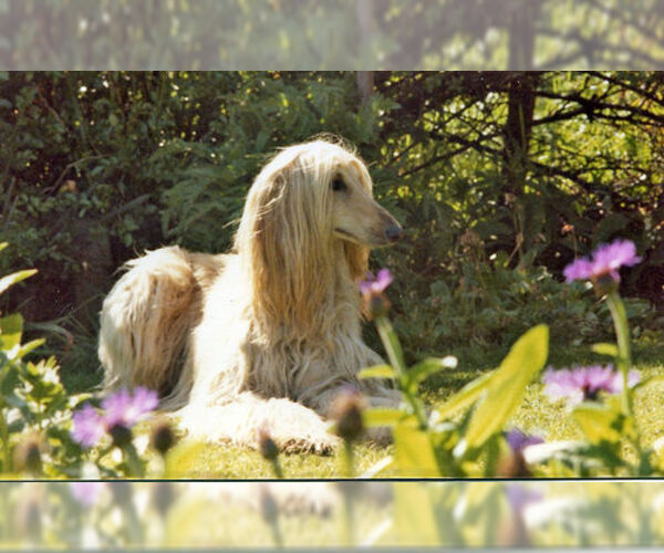 Medium Photo #12 Afghan Hound Dog Breed