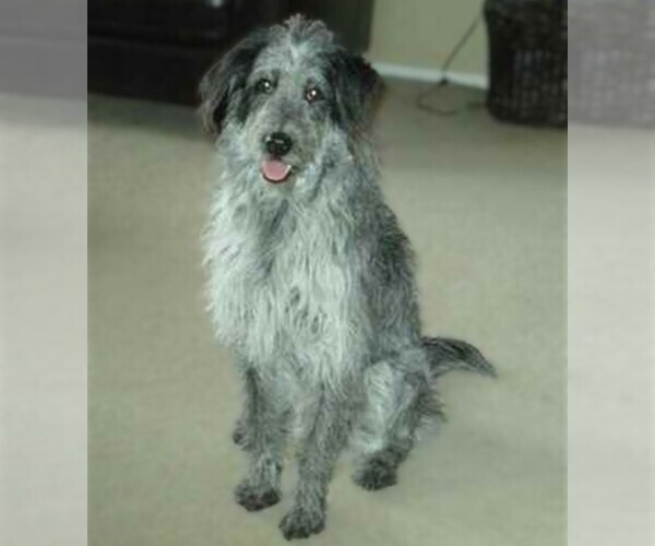 Medium Photo #1 Cattle Doodle Dog Breed