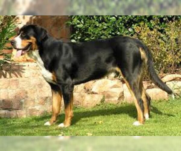Medium Photo #3 Greater Swiss Mountain Dog Dog Breed