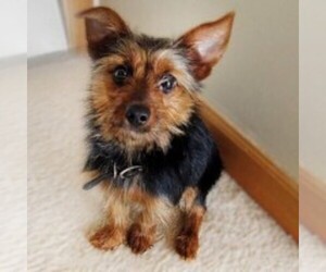 Image of Silky-Pin breed