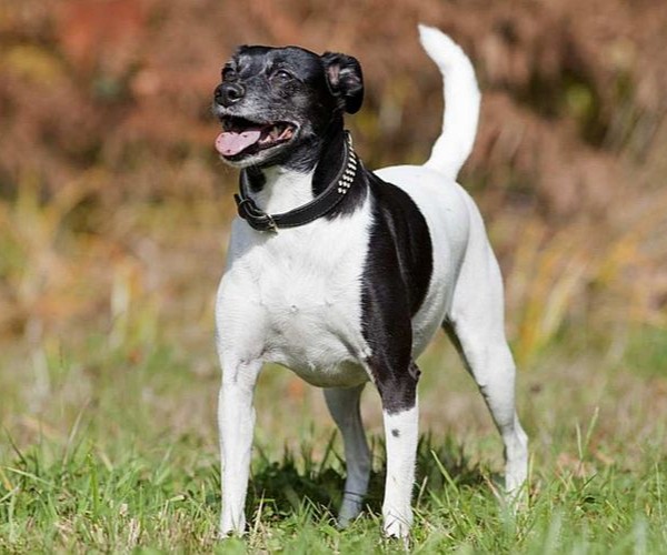 Medium Photo #1 Minnie Jack Dog Breed