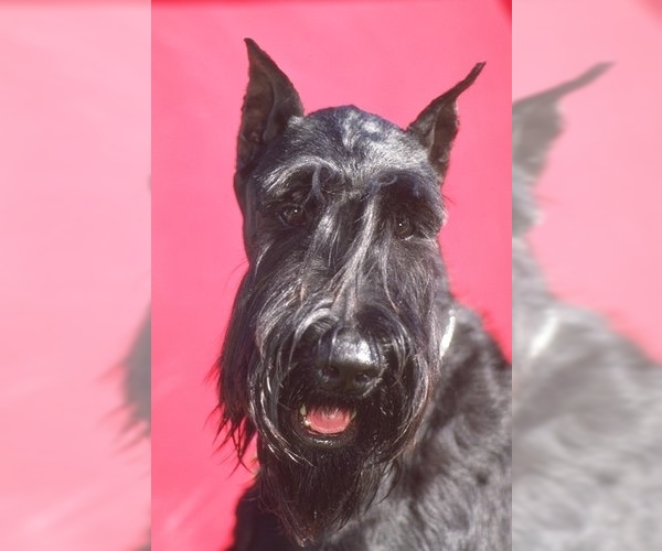 Medium Photo #1 Schnauzer (Giant) Dog Breed