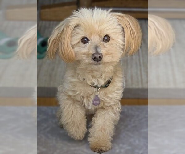 Medium Photo #1 Doxie-Chon Dog Breed