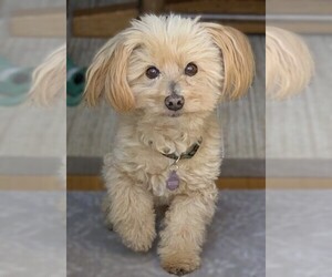 Image of Doxie-Chon breed