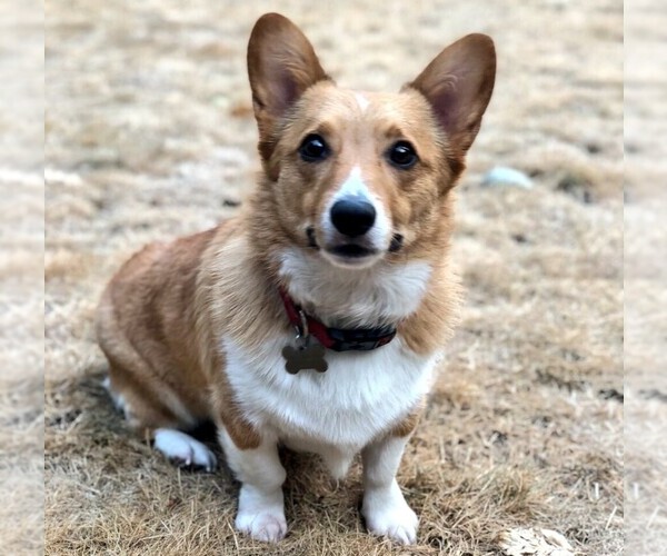 Medium Photo #1 Dorgi Dog Breed