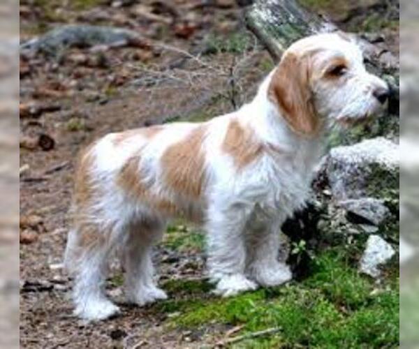 Medium Photo #6 Petit Basset Griffon Vendeen Dog Breed