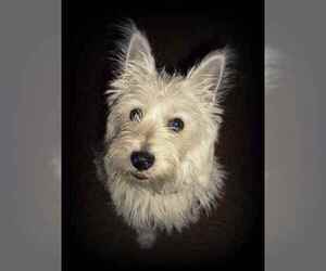 Image of breed Cairland Terrier
