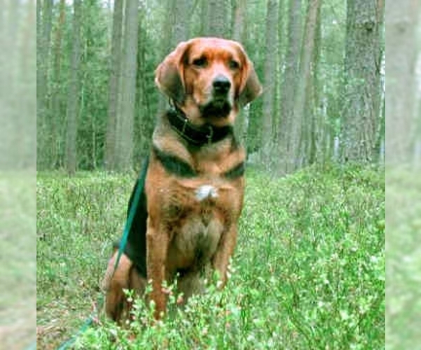 Polish Hound Dog Breed Image