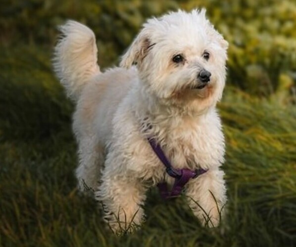 Medium Photo #1 Maltese Bolognese Dog Breed