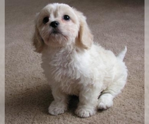 Image of Cavachon breed