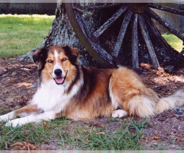 Image of English Shepherd Breed