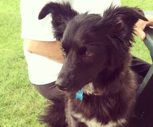 Image of Papi-Lab breed