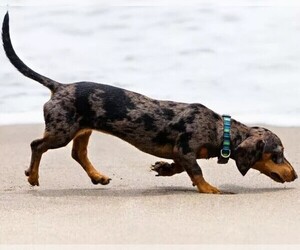 Image of Aussiedox breed