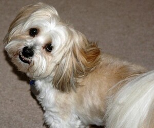 Image of Lhasa-Coton breed