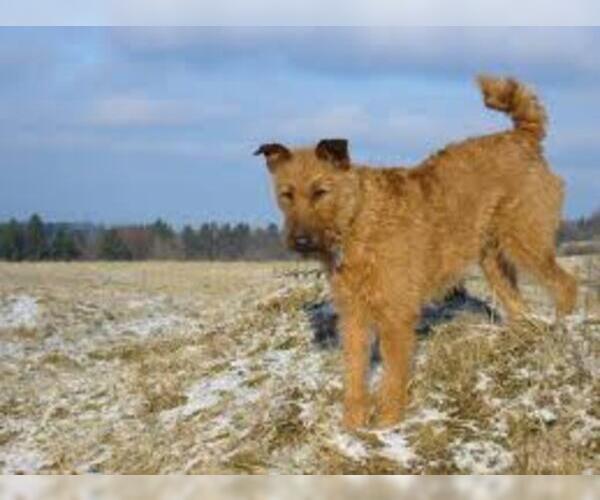 Medium Photo #3 Irish Terrier Dog Breed