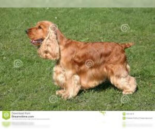 Medium Photo #9 Cocker Spaniel Dog Breed