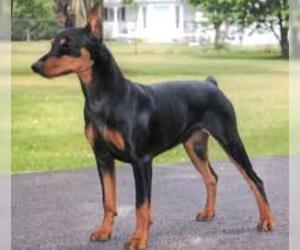 Small #4 Breed American Rat Pinscher image