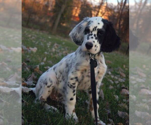 Medium Photo #1 Cockmatian Dog Breed