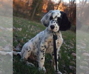 Image of Cockmatian breed