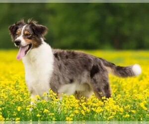 Samll image of Australian Retriever