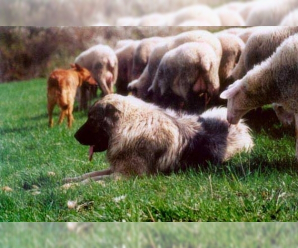 Caucasian Shepherd Dog