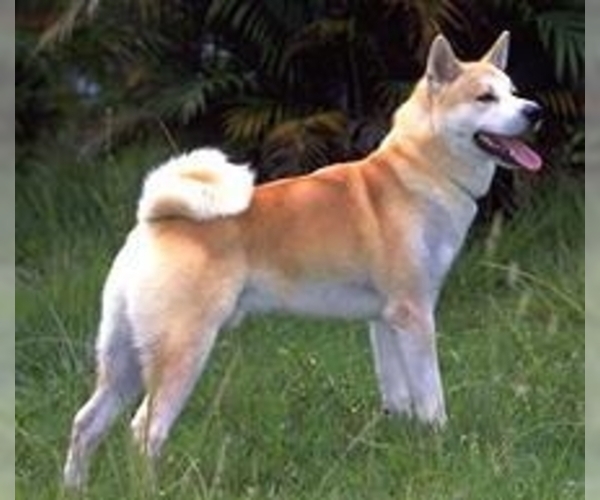 Medium Photo #2 Akita Dog Breed