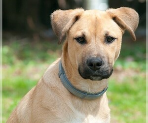 Image of Black Mouth Cur breed
