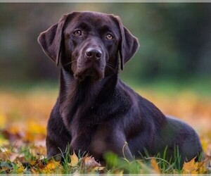 Samll image of Labrottie