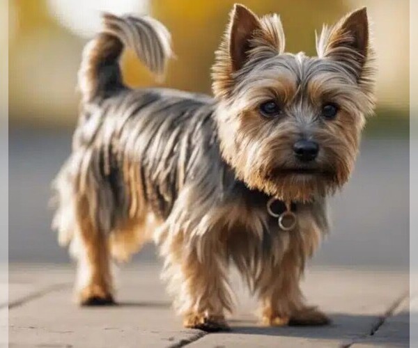 Medium Photo #1 Silky Cairn Dog Breed