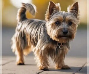 Image of Silky Cairn breed