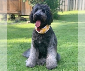 Image of F2 Aussiedoodle breed